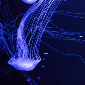 jellyfish