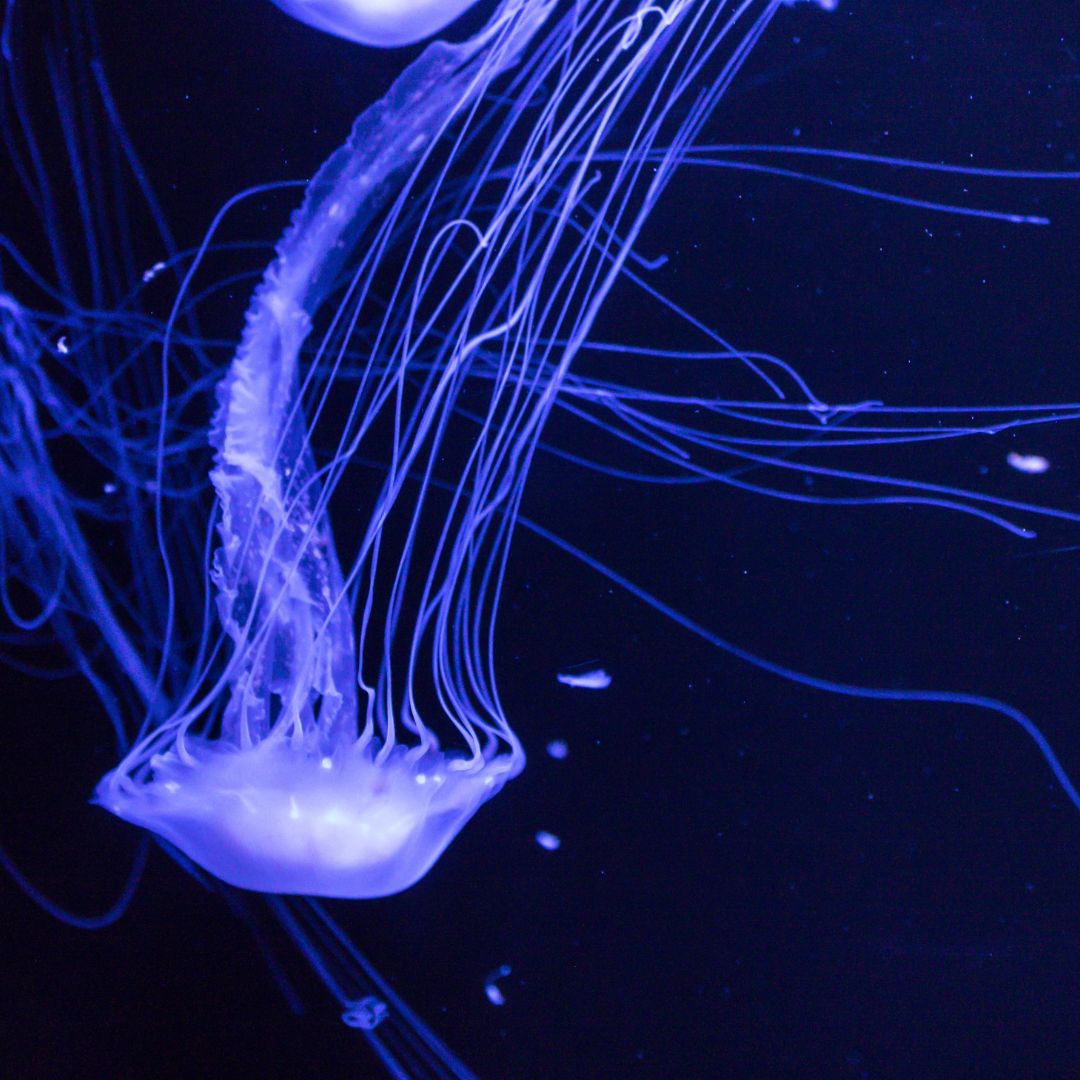 jellyfish