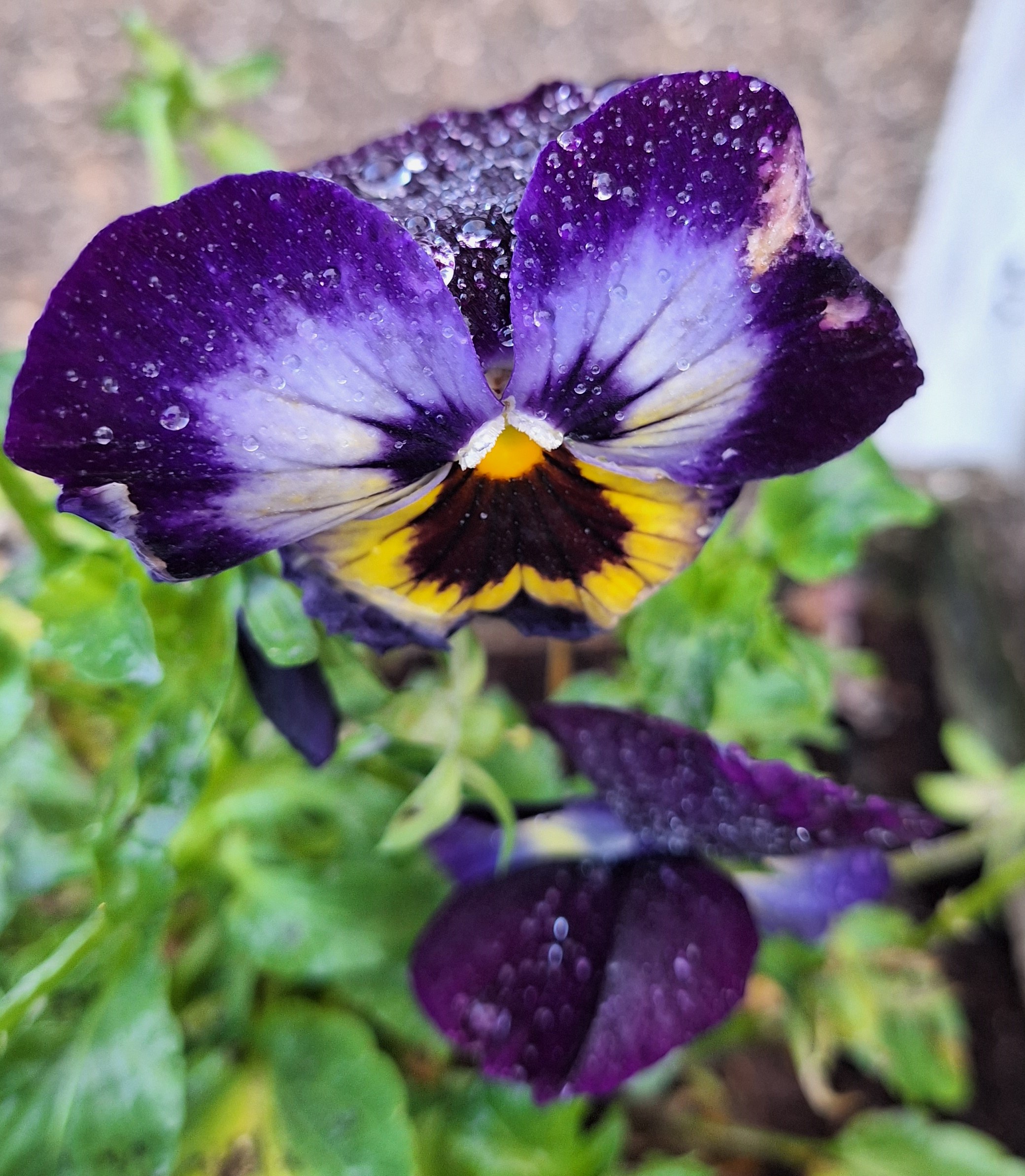 Storytime plan: Gardens and Flowers