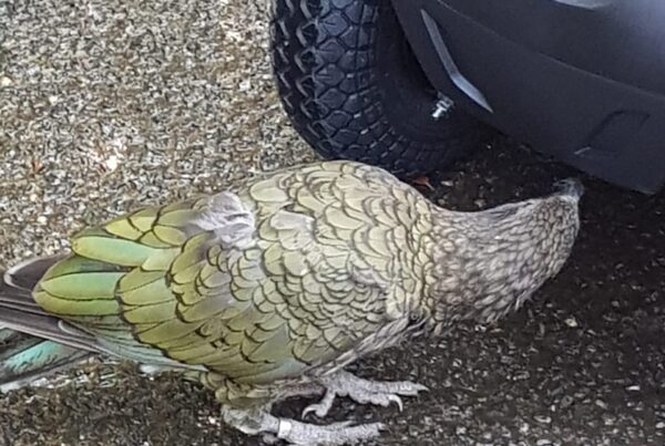 A kea investigating a motorised scooter.