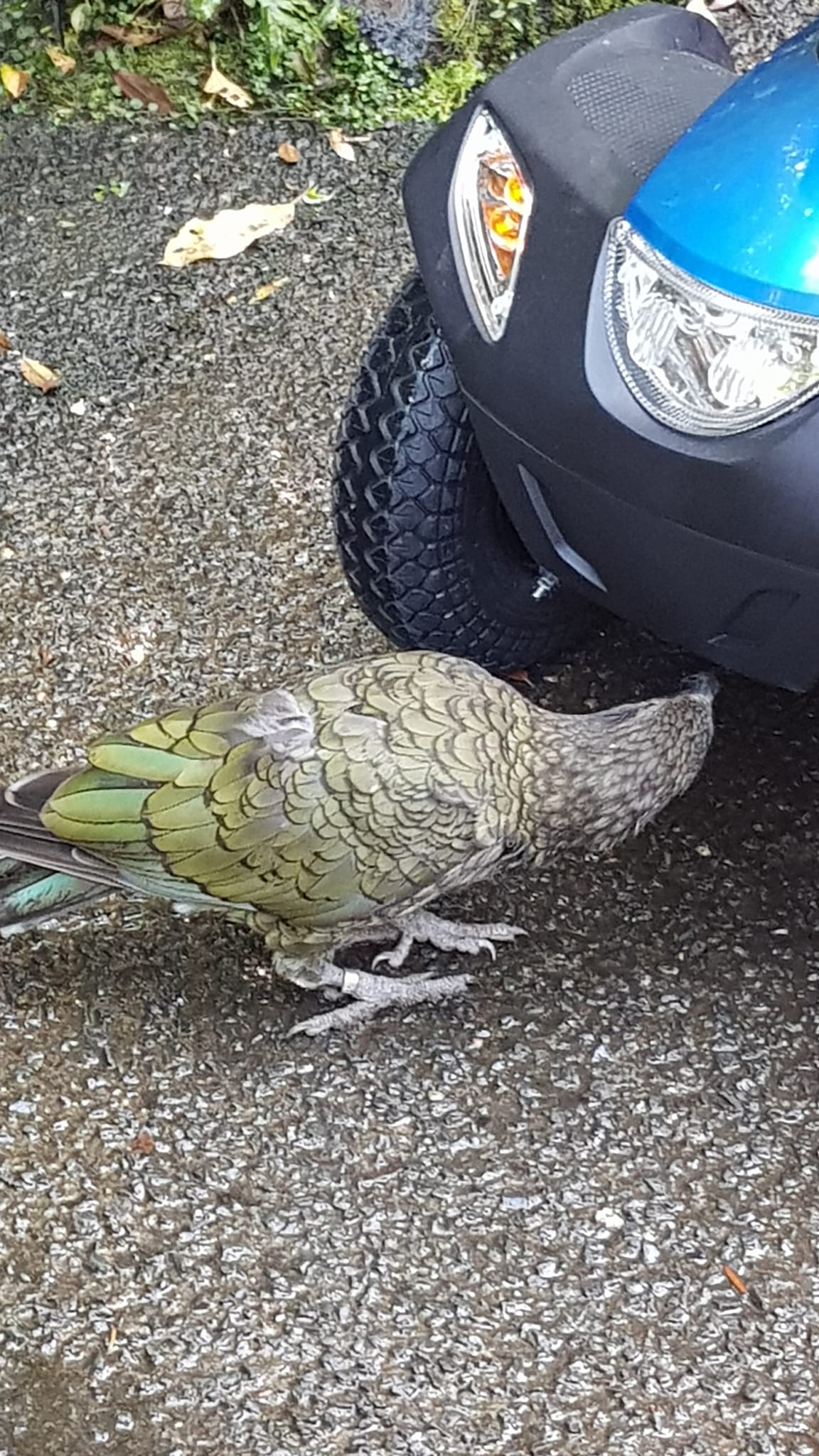 Animals of Aotearoa New Zealand